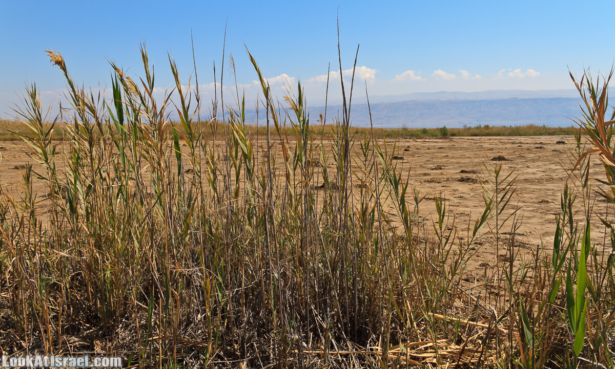 Эйнот Цуким | LookAtIsrael.com - Фото путешествия по Израилю