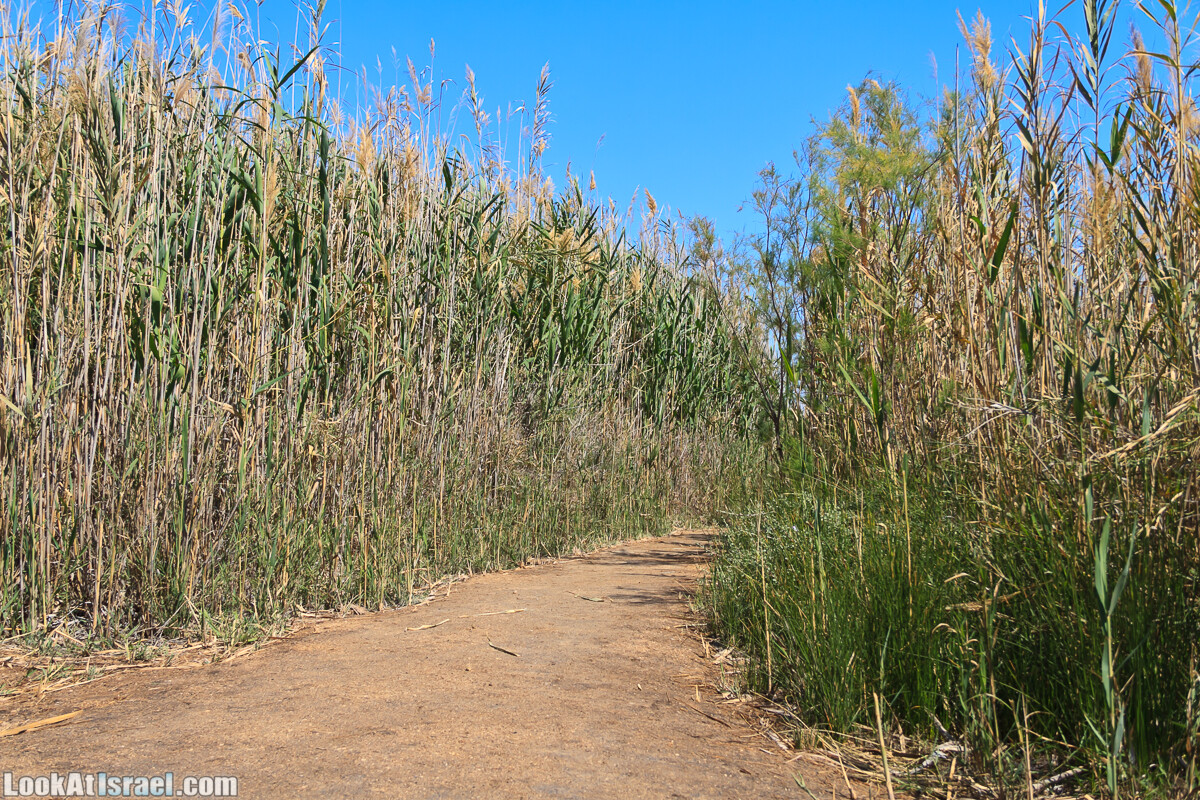 Эйнот Цуким | LookAtIsrael.com - Фото путешествия по Израилю