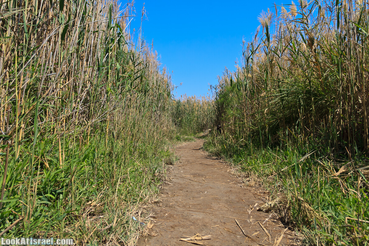 Эйнот Цуким | LookAtIsrael.com - Фото путешествия по Израилю