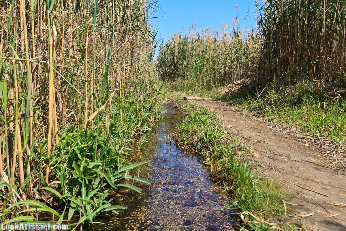 Эйнот Цуким | LookAtIsrael.com - Фото путешествия по Израилю