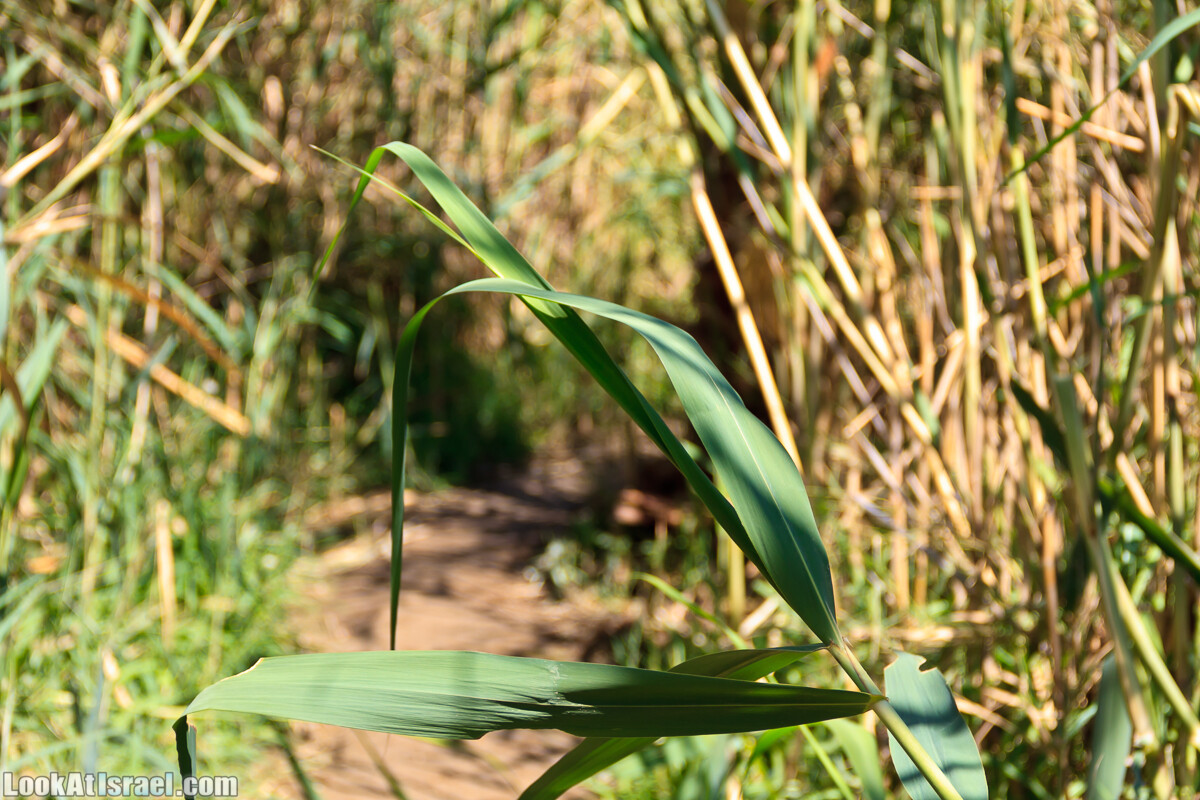 Эйнот Цуким | LookAtIsrael.com - Фото путешествия по Израилю