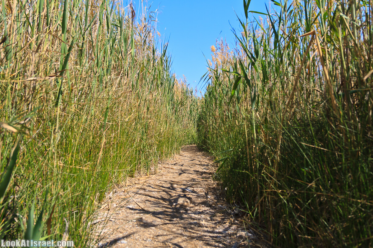 Эйнот Цуким | LookAtIsrael.com - Фото путешествия по Израилю