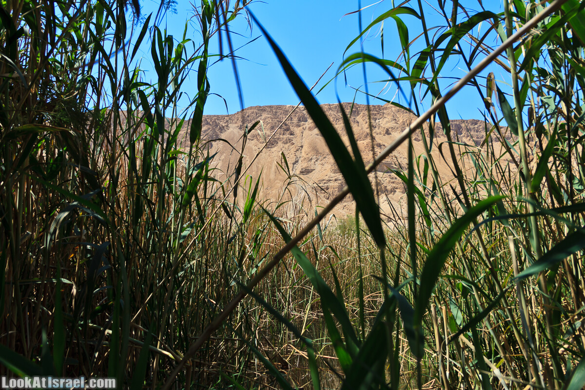 Эйнот Цуким | LookAtIsrael.com - Фото путешествия по Израилю