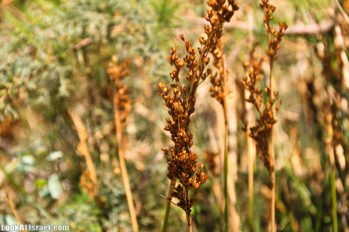 Эйнот Цуким | LookAtIsrael.com - Фото путешествия по Израилю