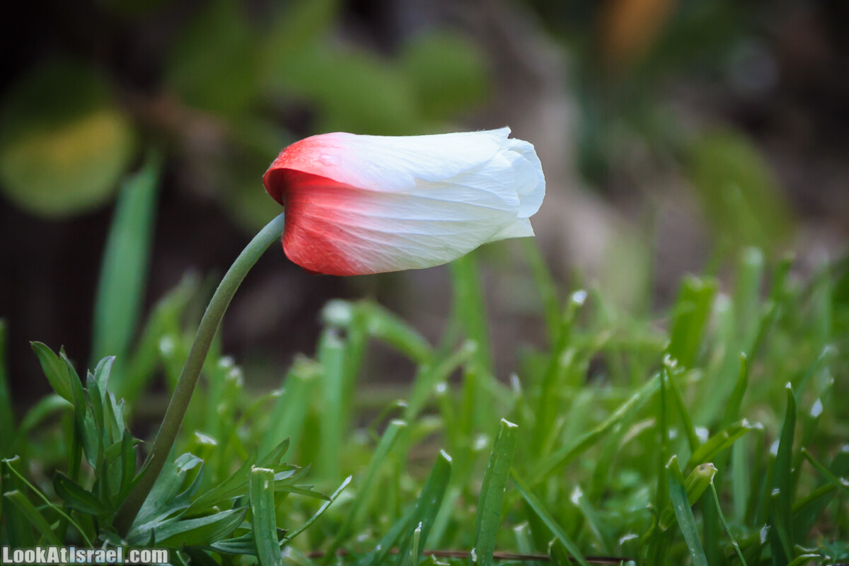 Бенедиктинский монастырь в Абу Гош | LookAtIsrael.com - Фото путешествия по Израилю