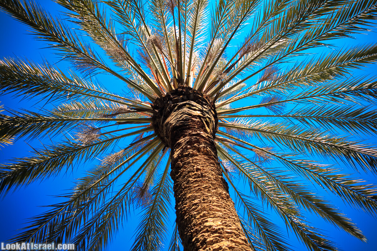 Бенедиктинский монастырь в Абу Гош | LookAtIsrael.com - Фото путешествия по Израилю