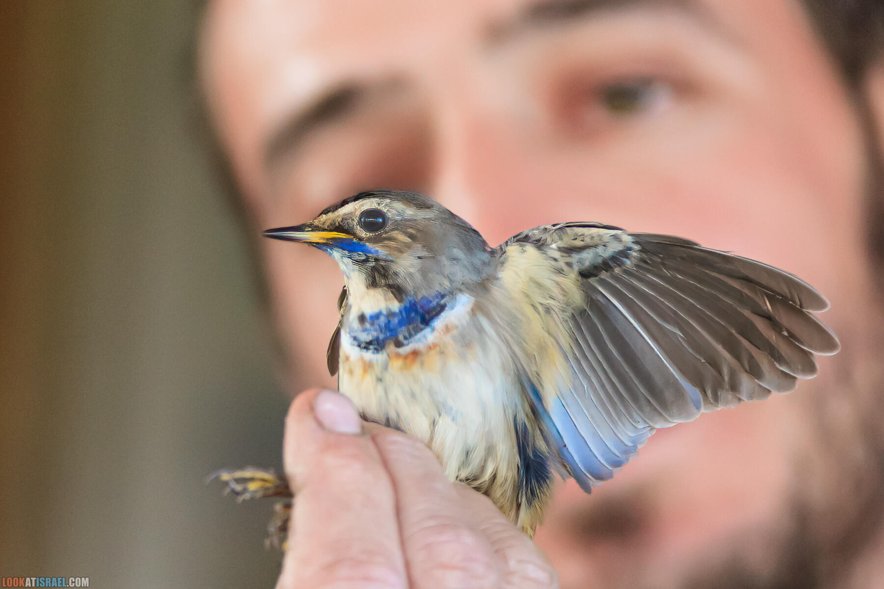 Станция кольцевания птиц на озере Хула