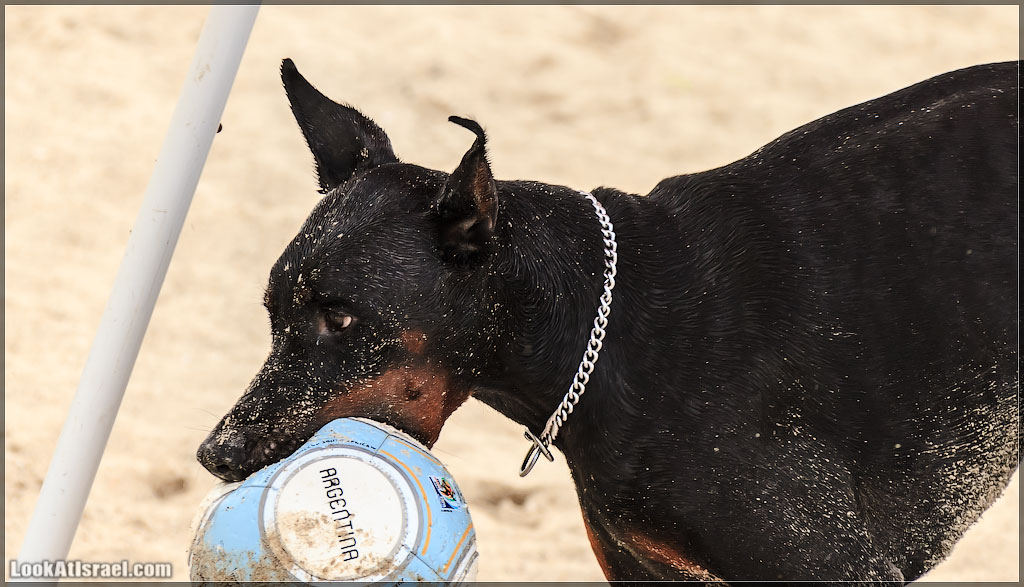 Доберман на море, Тель Авив