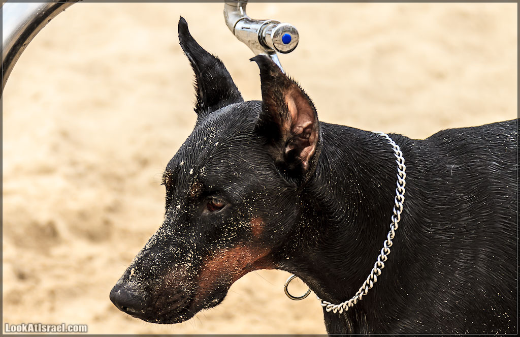 Доберман на море, Тель Авив