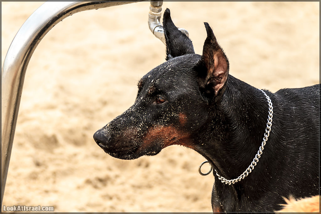 Доберман на море, Тель Авив