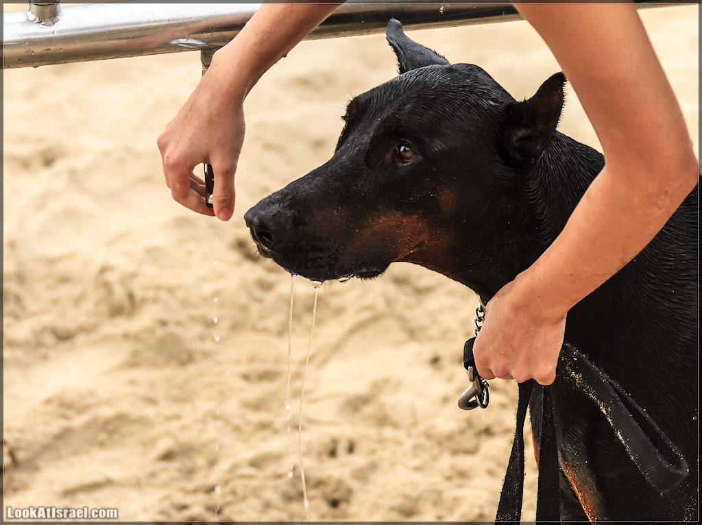 Доберман на море, Тель Авив