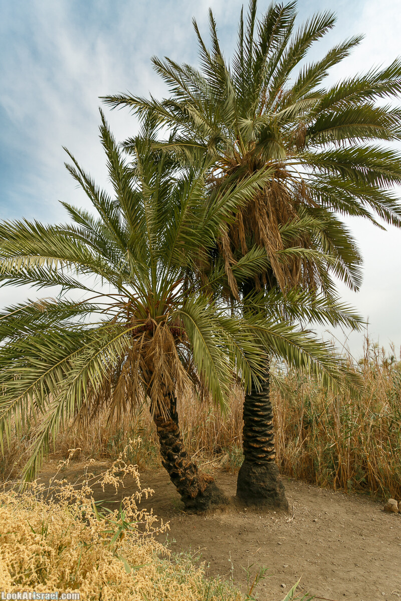 Эйнот Цуким | LookAtIsrael.com - Фото путешествия по Израилю