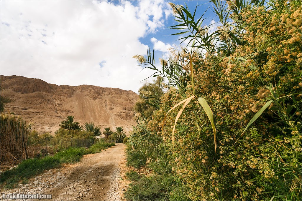 Эйнот Цуким | LookAtIsrael.com - Фото путешествия по Израилю