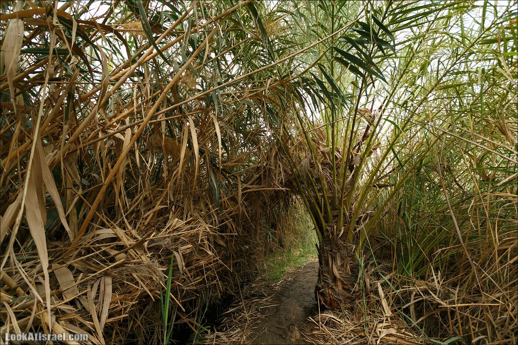 Эйнот Цуким | LookAtIsrael.com - Фото путешествия по Израилю