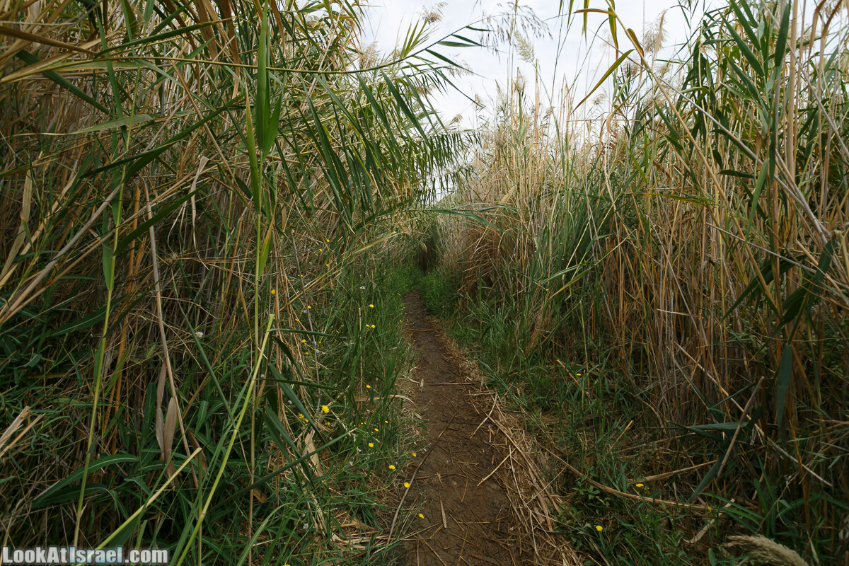 Эйнот Цуким | LookAtIsrael.com - Фото путешествия по Израилю