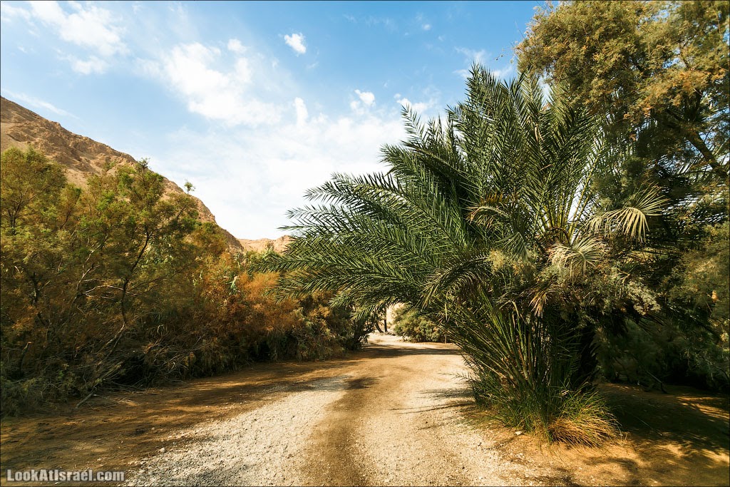 Эйнот Цуким | LookAtIsrael.com - Фото путешествия по Израилю