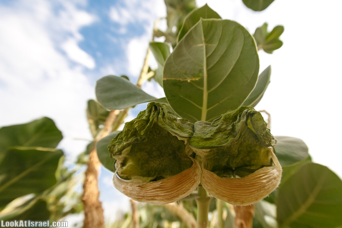 Эйнот Цуким | LookAtIsrael.com - Фото путешествия по Израилю