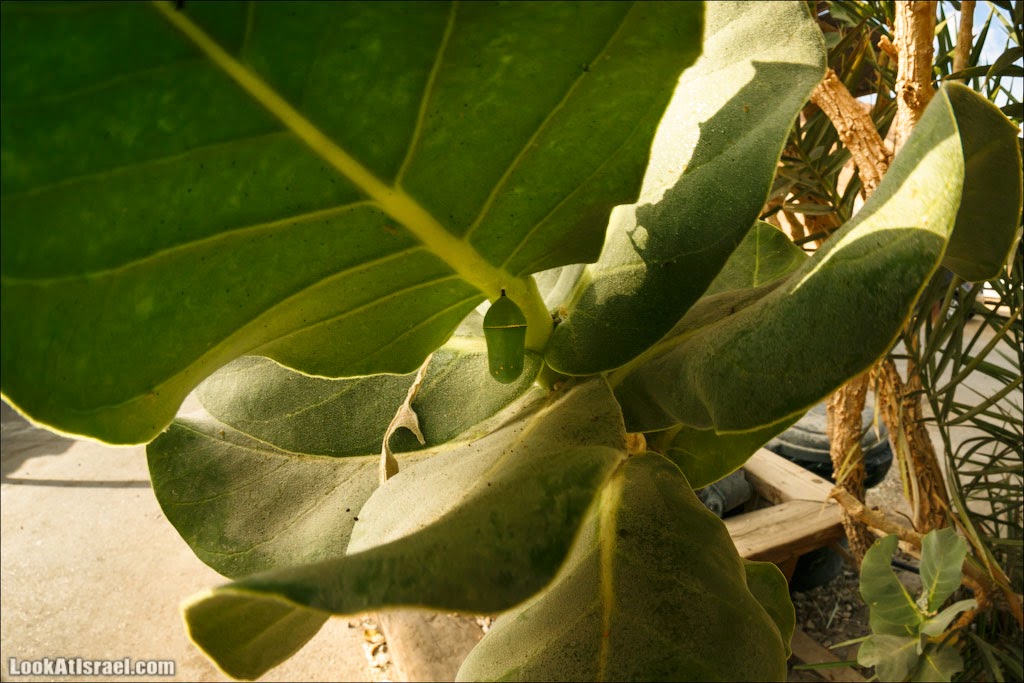 Эйнот Цуким | LookAtIsrael.com - Фото путешествия по Израилю