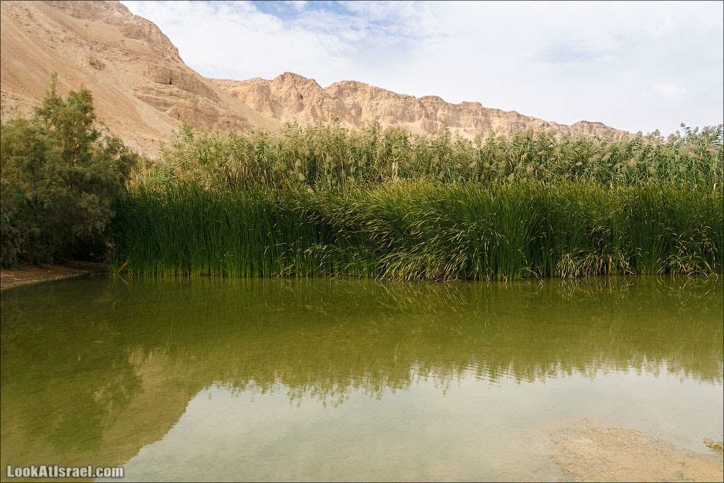 Эйнот Цуким | LookAtIsrael.com - Фото путешествия по Израилю