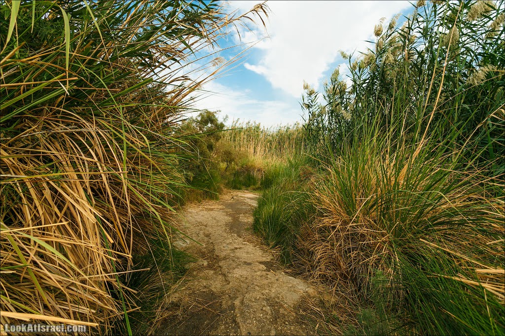 Эйнот Цуким | LookAtIsrael.com - Фото путешествия по Израилю