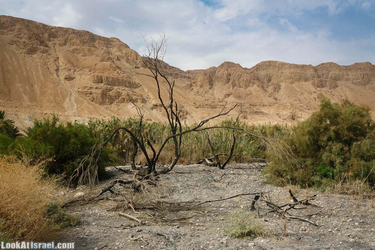 Эйнот Цуким | LookAtIsrael.com - Фото путешествия по Израилю
