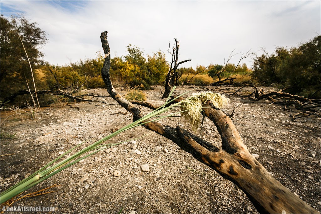 Эйнот Цуким | LookAtIsrael.com - Фото путешествия по Израилю