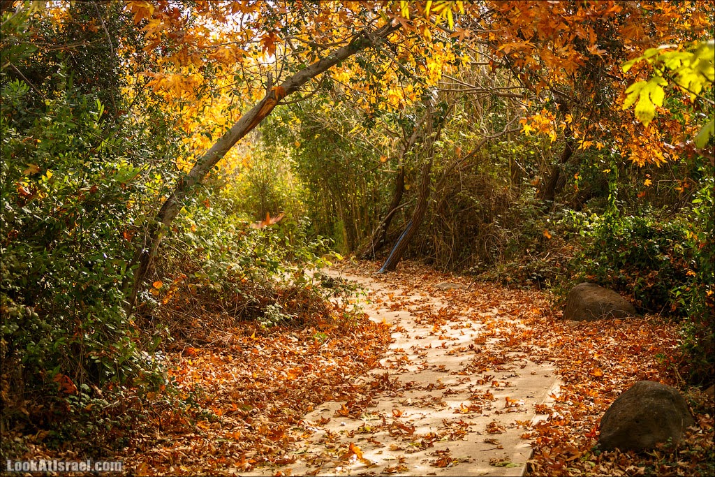 Осень в заповеднике Тель-Дан