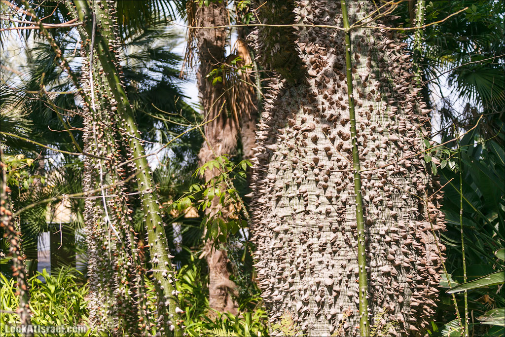 Сад Кактусов, Сад Камней, Тропический сад в парке а-Яркон | LookAtIsrael.com - Фото путешествия по Израилю