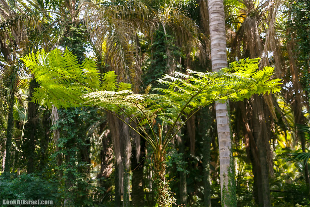 Сад Кактусов, Сад Камней, Тропический сад в парке а-Яркон | LookAtIsrael.com - Фото путешествия по Израилю