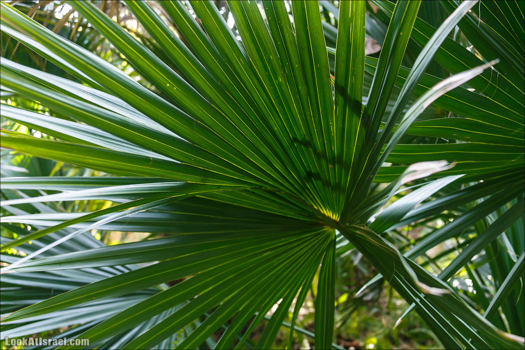 Сад Кактусов, Сад Камней, Тропический сад в парке а-Яркон | LookAtIsrael.com - Фото путешествия по Израилю