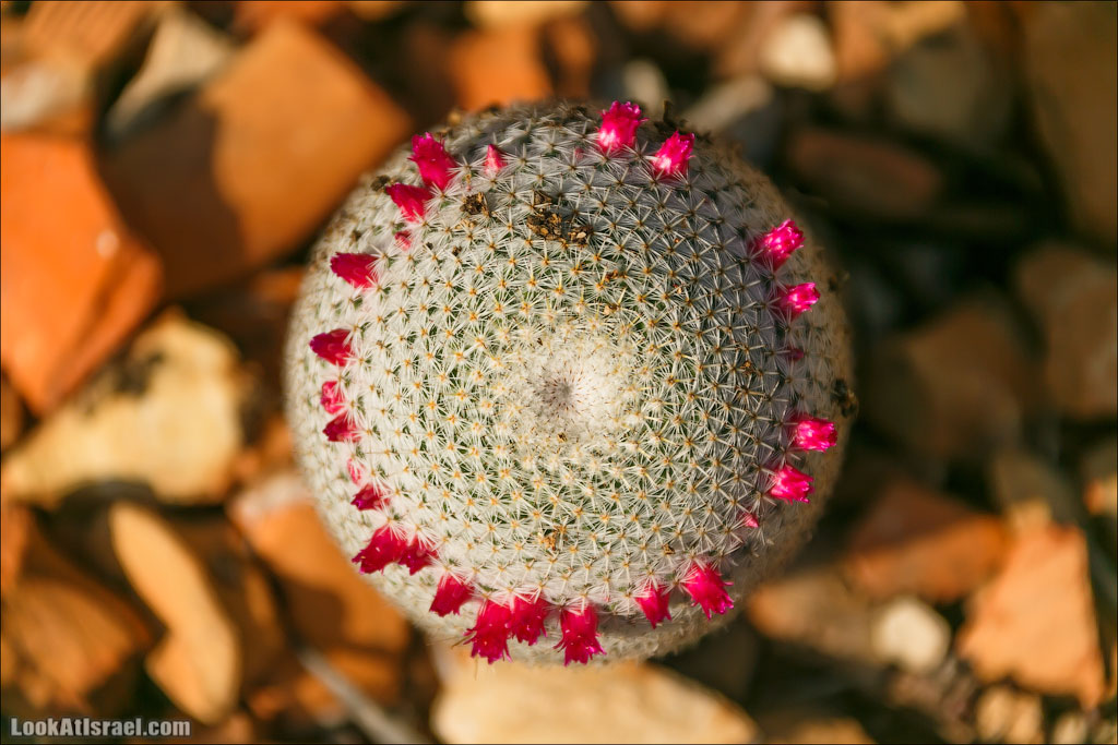 Тематические сады парка а-Яркон