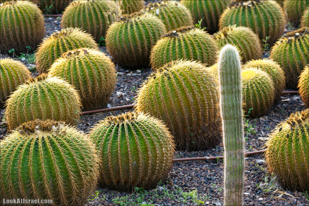 Сад Кактусов, Сад Камней, Тропический сад в парке а-Яркон | LookAtIsrael.com - Фото путешествия по Израилю