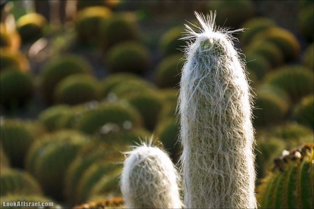 Сад Кактусов, Сад Камней, Тропический сад в парке а-Яркон | LookAtIsrael.com - Фото путешествия по Израилю