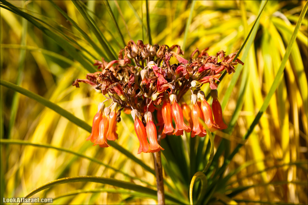 Сад Кактусов, Сад Камней, Тропический сад в парке а-Яркон | LookAtIsrael.com - Фото путешествия по Израилю
