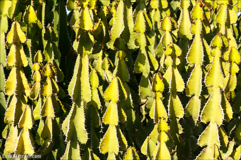 Сад Кактусов, Сад Камней, Тропический сад в парке а-Яркон | LookAtIsrael.com - Фото путешествия по Израилю