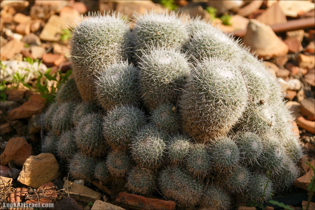 Сад Кактусов, Сад Камней, Тропический сад в парке а-Яркон | LookAtIsrael.com - Фото путешествия по Израилю