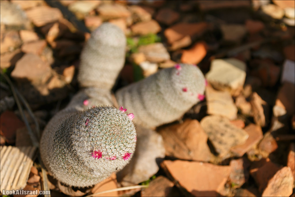 Сад Кактусов, Сад Камней, Тропический сад в парке а-Яркон | LookAtIsrael.com - Фото путешествия по Израилю