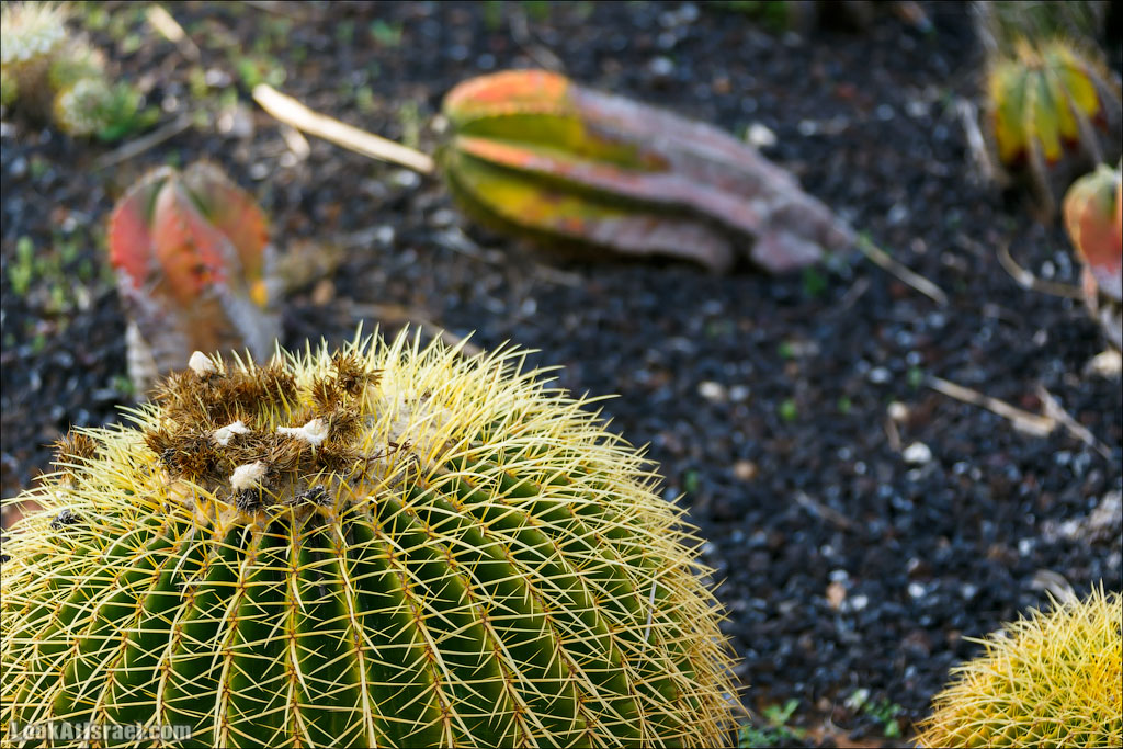 Сад Кактусов, Сад Камней, Тропический сад в парке а-Яркон | LookAtIsrael.com - Фото путешествия по Израилю