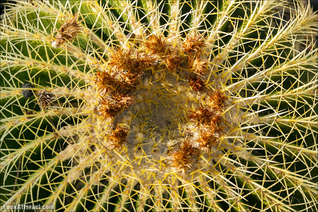 Сад Кактусов, Сад Камней, Тропический сад в парке а-Яркон | LookAtIsrael.com - Фото путешествия по Израилю