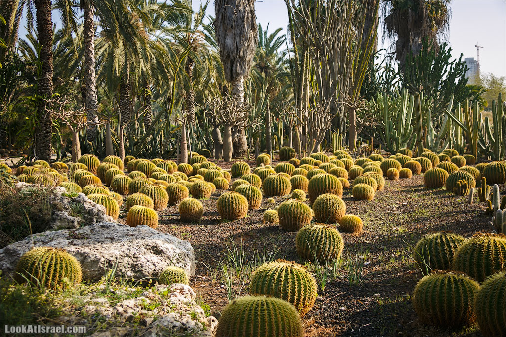 Сад Кактусов, Сад Камней, Тропический сад в парке а-Яркон | LookAtIsrael.com - Фото путешествия по Израилю