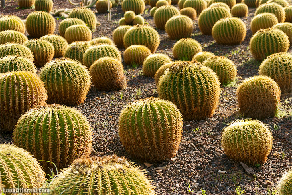 Сад Кактусов, Сад Камней, Тропический сад в парке а-Яркон | LookAtIsrael.com - Фото путешествия по Израилю