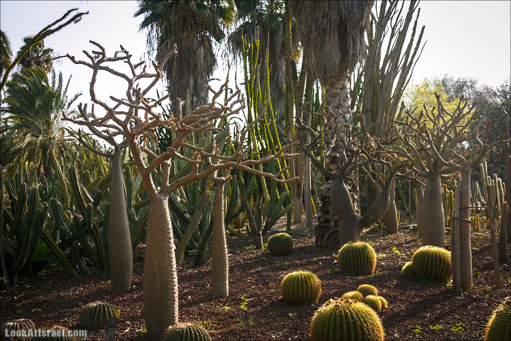 Сад Кактусов, Сад Камней, Тропический сад в парке а-Яркон | LookAtIsrael.com - Фото путешествия по Израилю