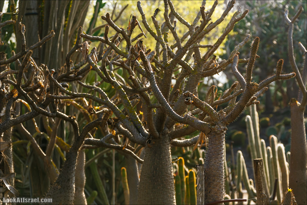 Сад Кактусов, Сад Камней, Тропический сад в парке а-Яркон | LookAtIsrael.com - Фото путешествия по Израилю