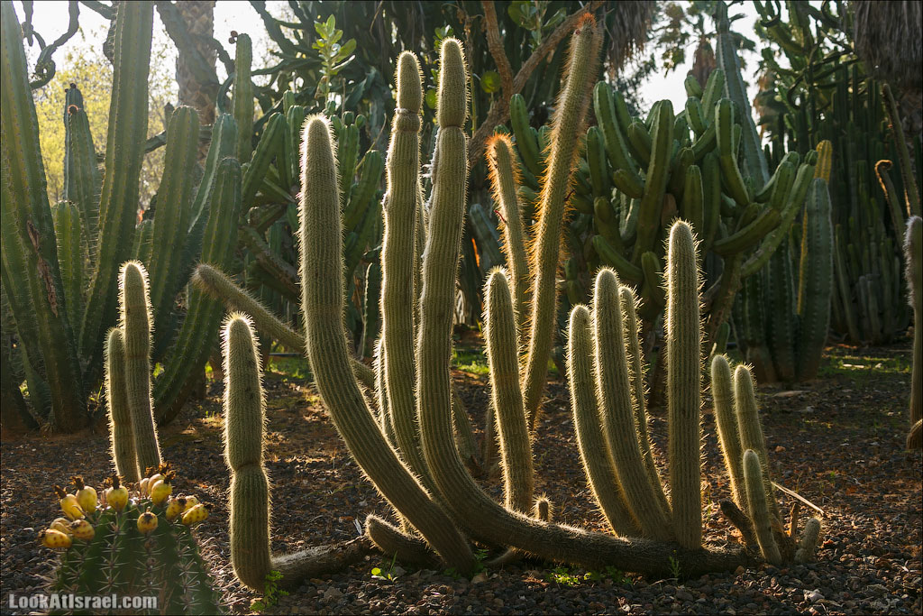 Сад Кактусов, Сад Камней, Тропический сад в парке а-Яркон | LookAtIsrael.com - Фото путешествия по Израилю