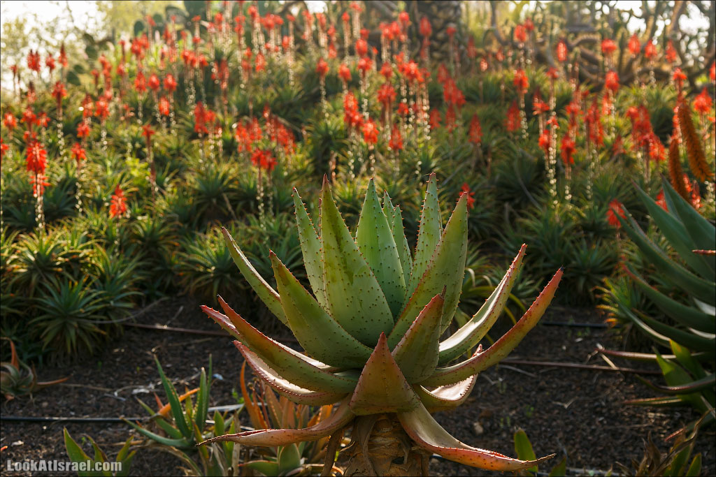 Сад Кактусов, Сад Камней, Тропический сад в парке а-Яркон | LookAtIsrael.com - Фото путешествия по Израилю