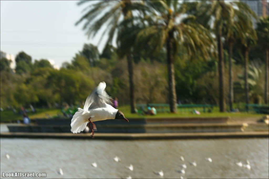Сад Кактусов, Сад Камней, Тропический сад в парке а-Яркон | LookAtIsrael.com - Фото путешествия по Израилю