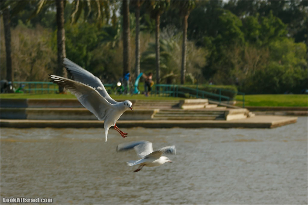 Сад Кактусов, Сад Камней, Тропический сад в парке а-Яркон | LookAtIsrael.com - Фото путешествия по Израилю