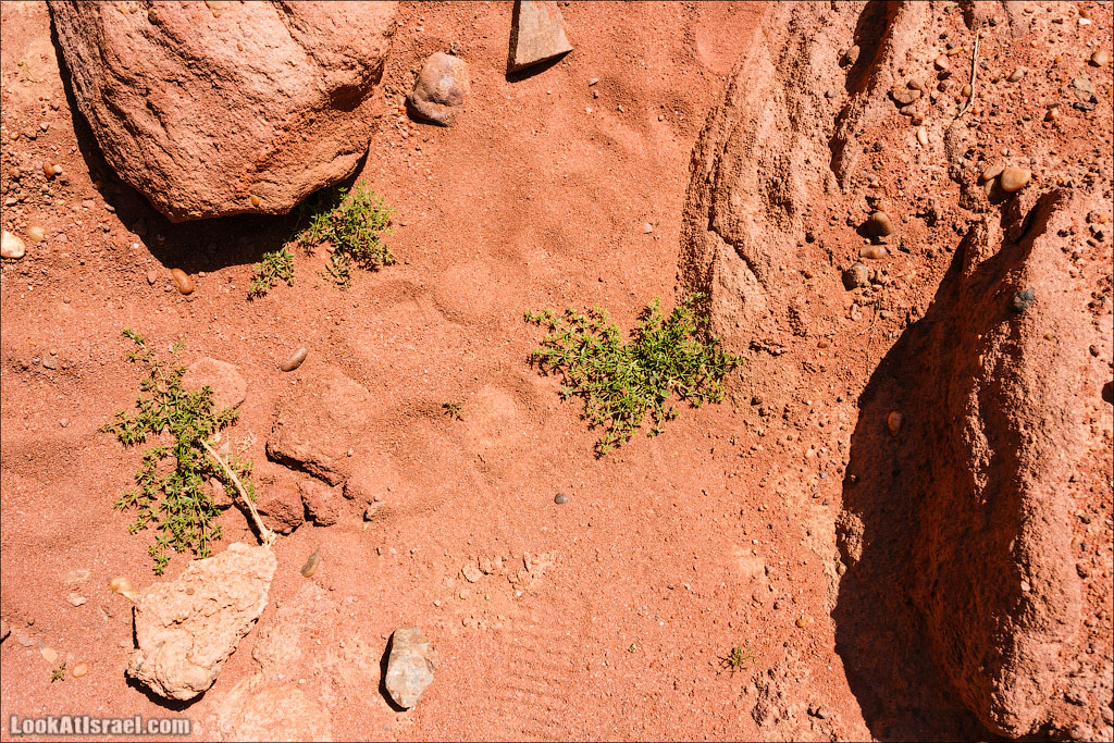 Парк Тимна | LookAtIsrael.com - Фото путешествия по Израилю