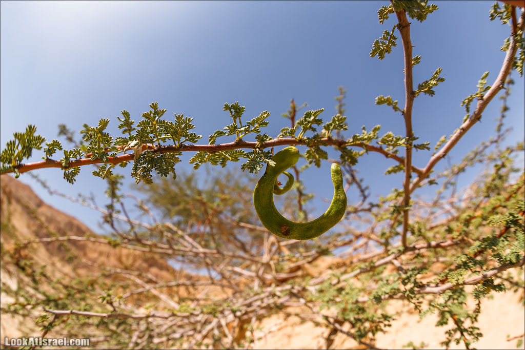 Парк Тимна | LookAtIsrael.com - Фото путешествия по Израилю