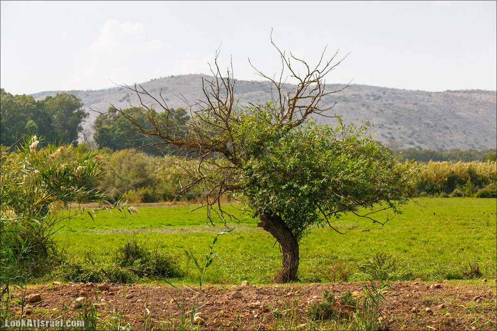 Заповедник Хула | LookAtIsrael.com - Фото путешествия по Израилю